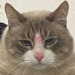 Лудотряска